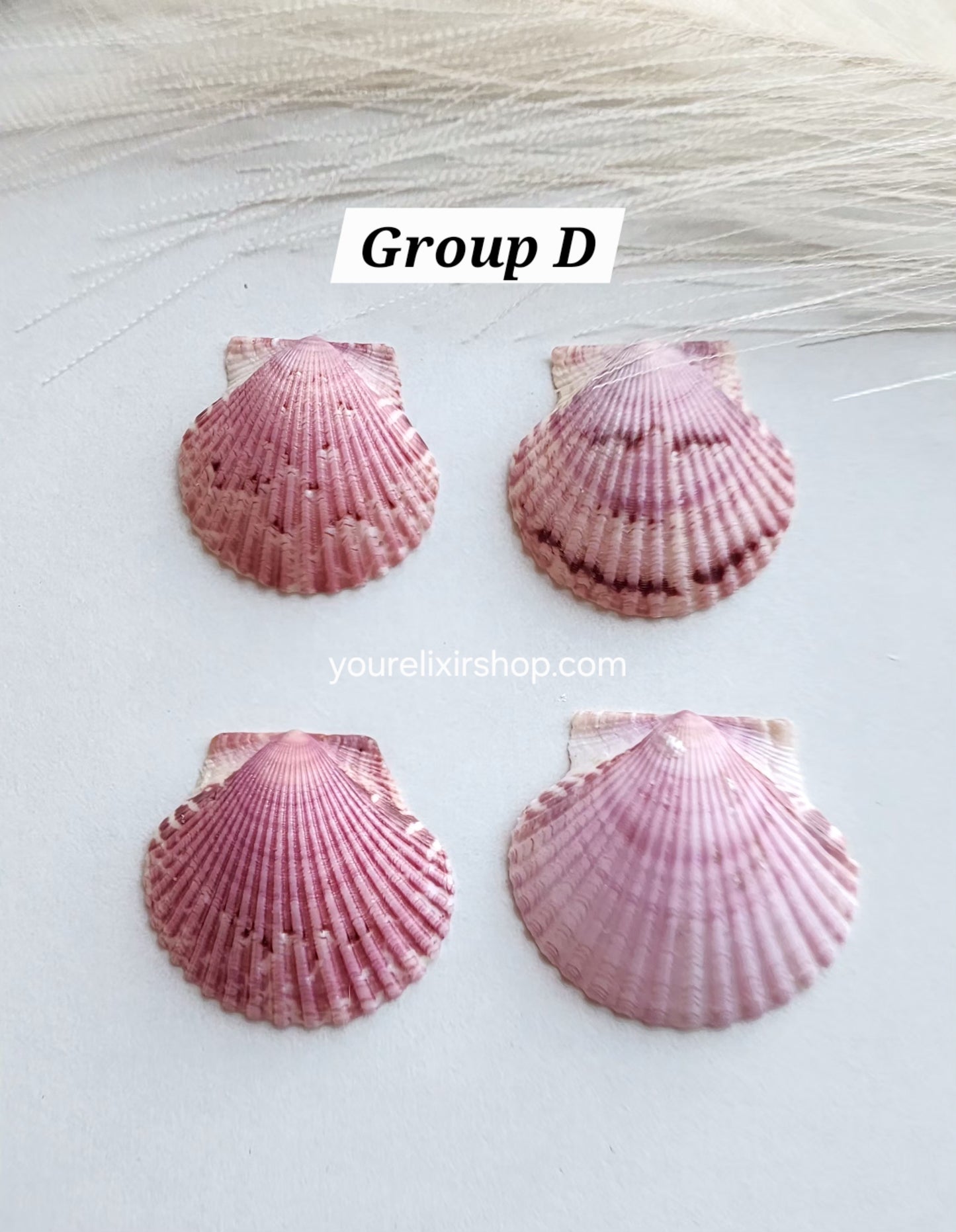 Natural Seashell Gold Necklace
