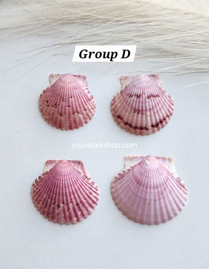Natural Seashell Gold Necklace
