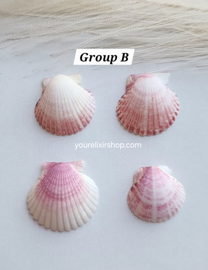 Natural Seashell Gold Necklace