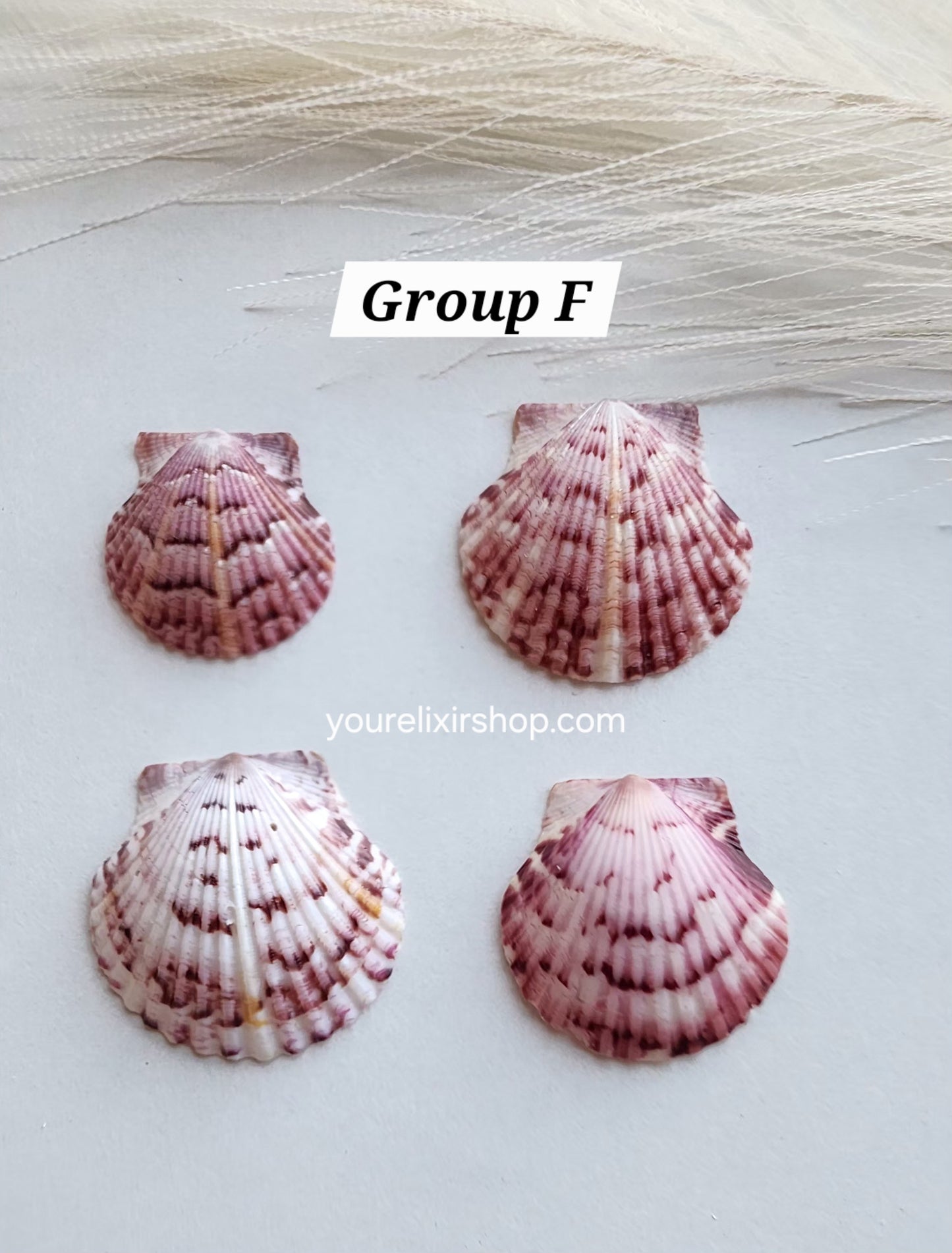 Natural Seashell Gold Necklace