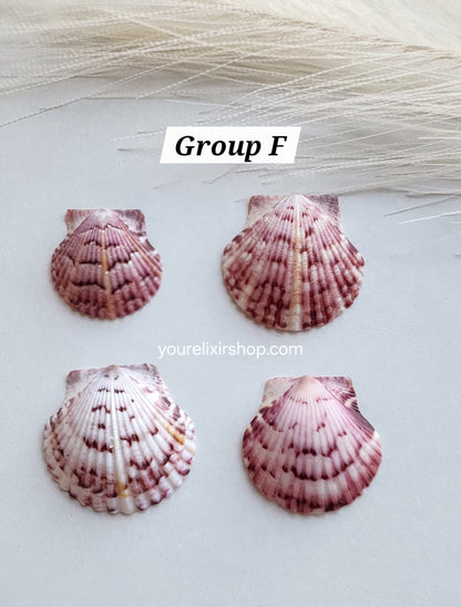 Natural Seashell Gold Necklace