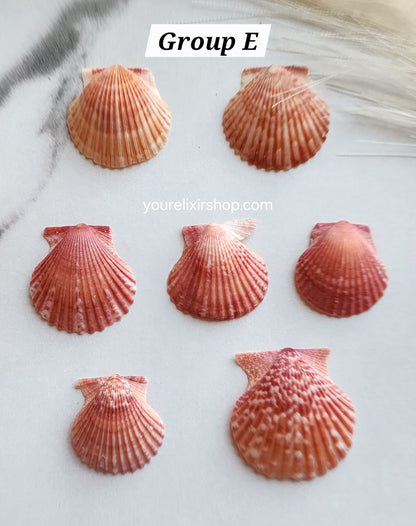 Natural Seashell Gold Necklace