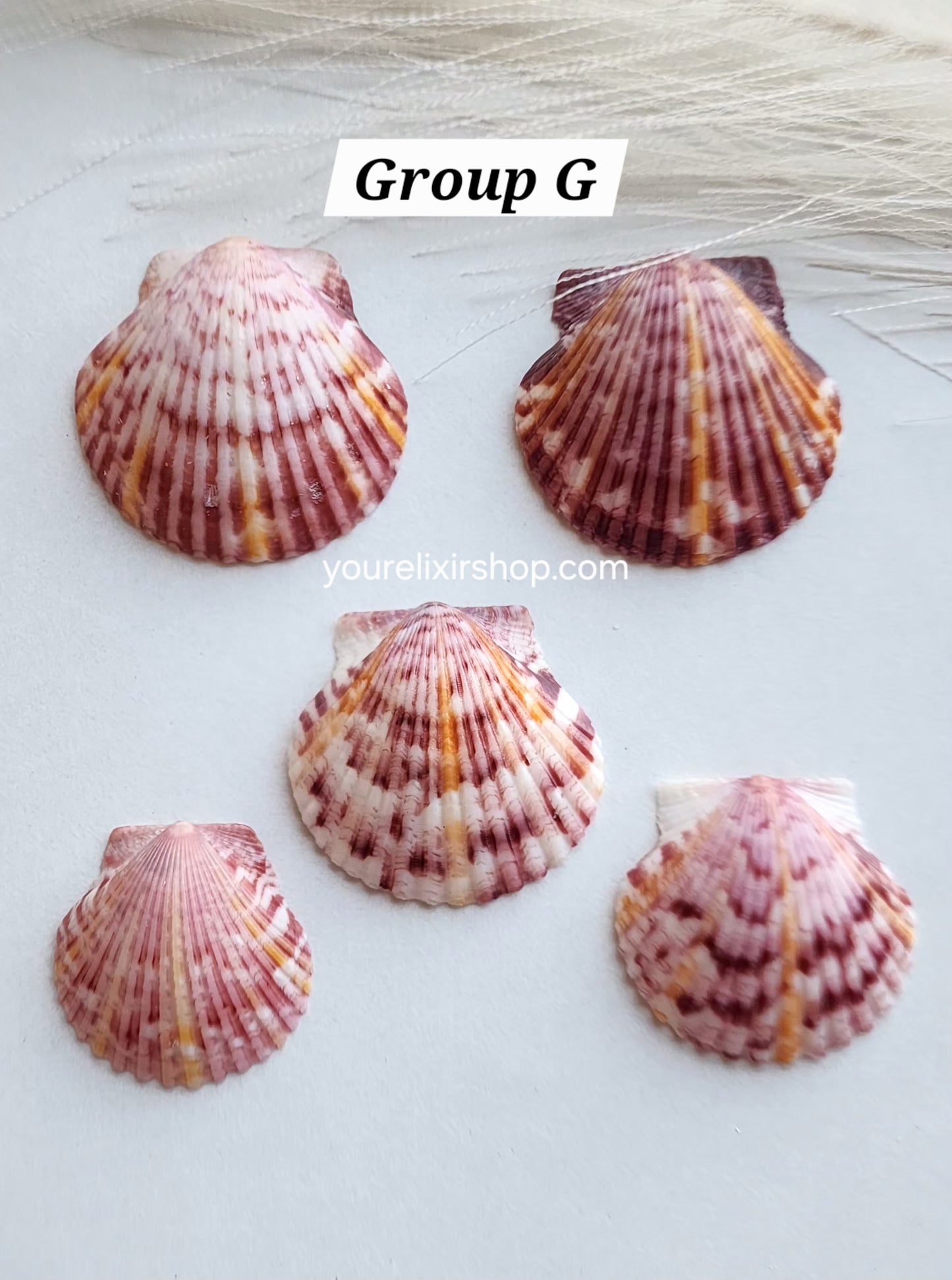 Natural Seashell Gold Necklace