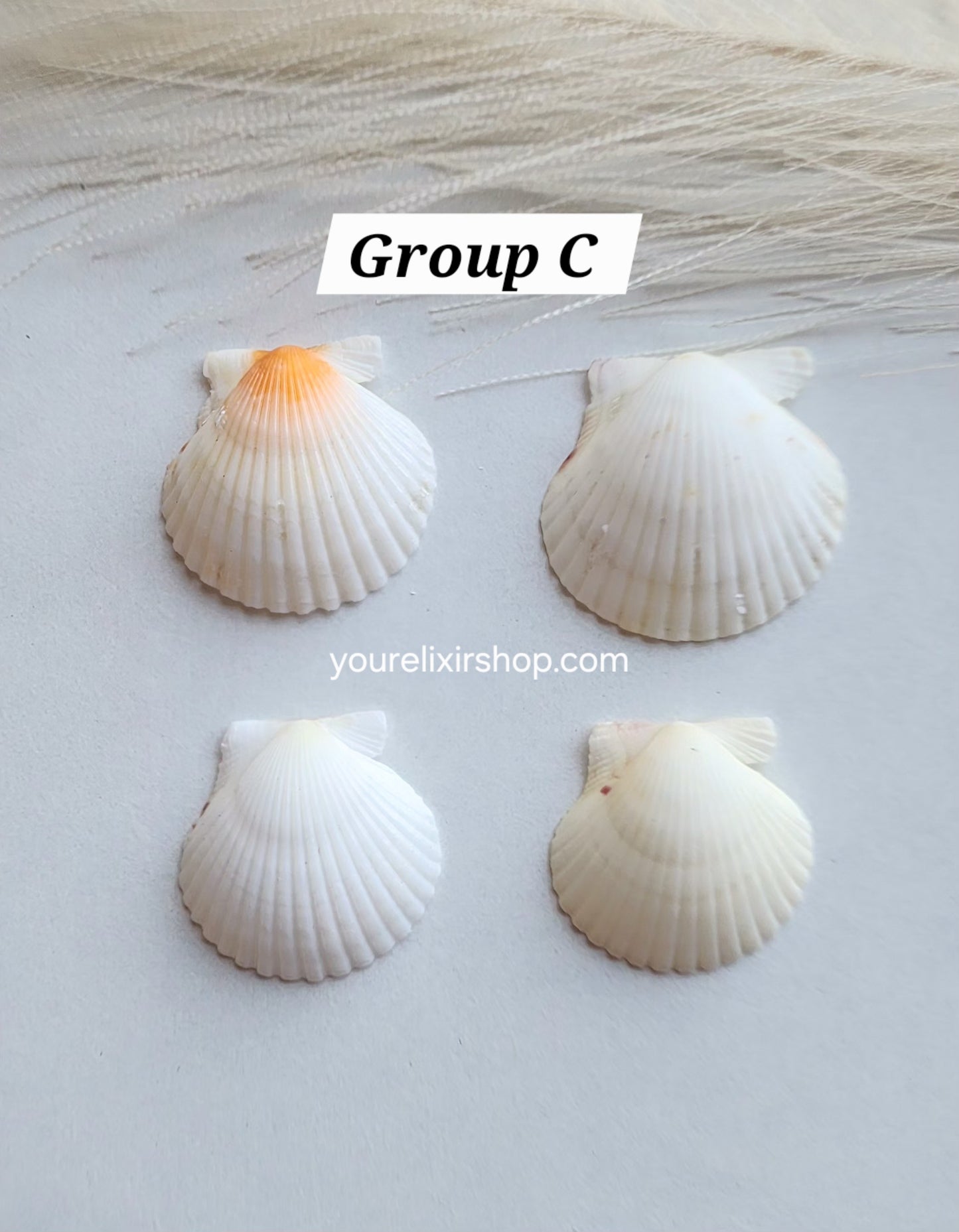 Natural Seashell Gold Necklace