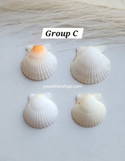 Natural Seashell Gold Necklace