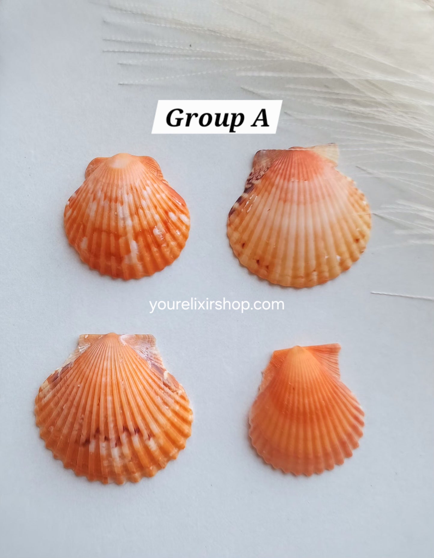 Natural Seashell Gold Necklace