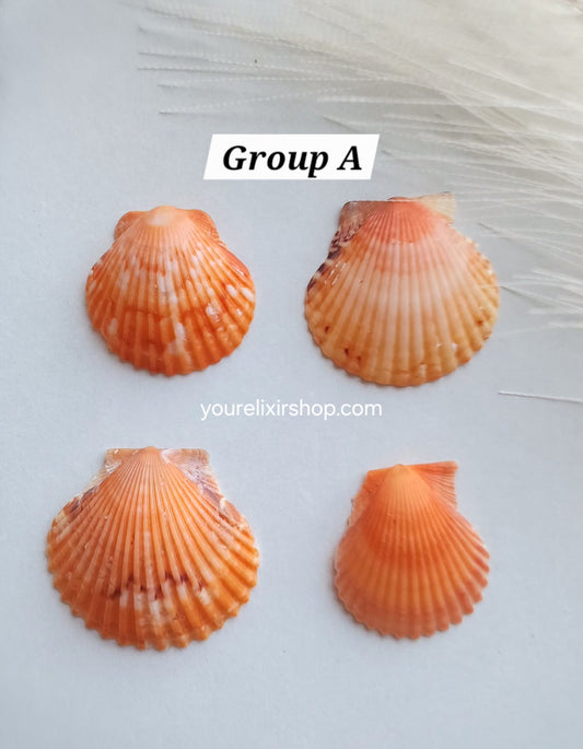 Natural Seashell Gold Necklace